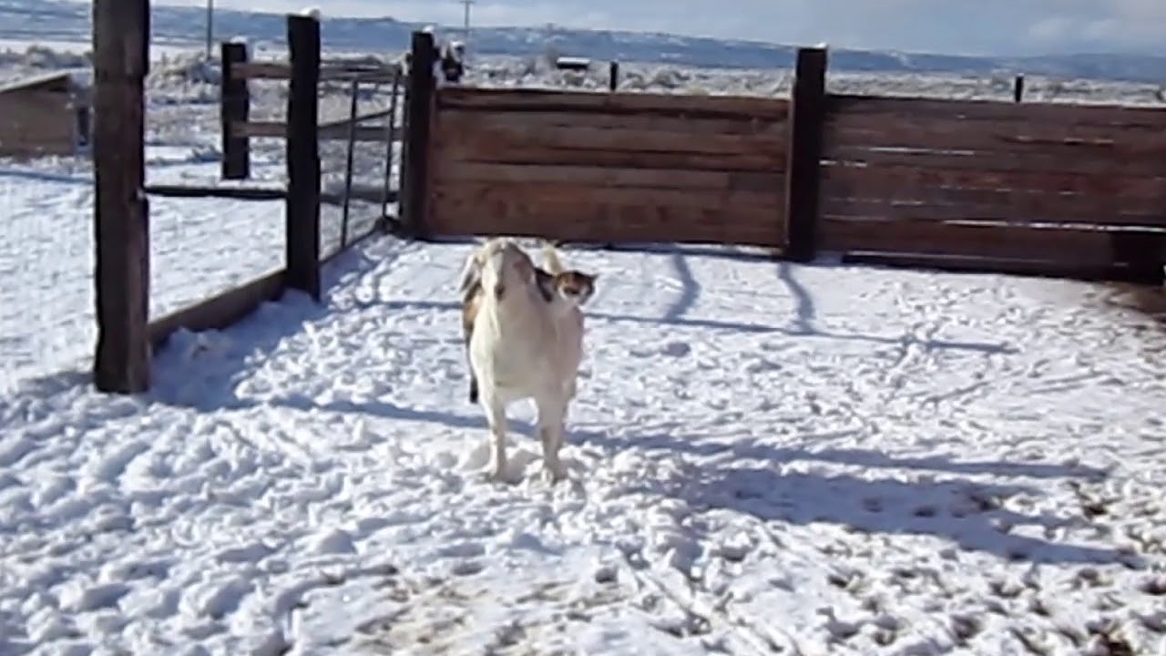 Jane the rodeo cat rides side saddle - YouTube