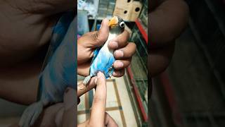 How to check Love Birds Male Female 😱😱😱 Male Female Difference #shorts #youtubeshorts #lovebird