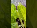 Salate Ernte ich seit März #selbstversorgergarten #balkongarten #salate #gärtnernfüranfänger #Bio