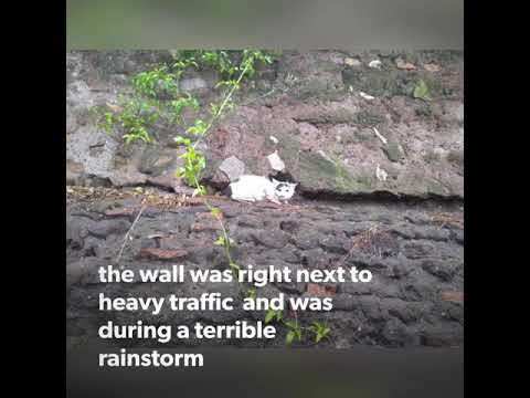 The rescue and foster of Typhoon ~ Torre Argentina Cat Sanctuary Rome