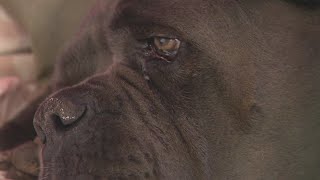 Dog shot twice by a LA County deputy during search warrant at neighbor's home