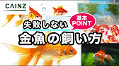 金魚の飼い方 失敗しない設置から管理 カインズhowto Youtube