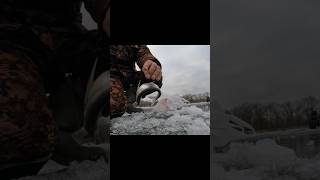 Окская селедка! #рыбалка #fishing #россия #russia #icefishing #зимняярыбалка #чехонь #shorts #2024