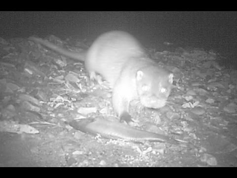 trail camera Otter on the River Livet, Cairngorms National Park