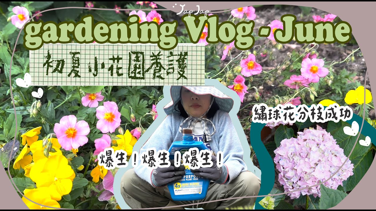 英國低成本打造花園｜低維護，花期長，六月開花全記錄｜施肥+調藍｜繡球花開完到底剪定唔剪 | 做超簡單蜂蜜蛋糕🍰