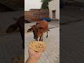 प्यारी बछिया #cow #shortsfeed #cows #shortvideo #gaumata #ytshorts #cowvideos #shorts