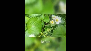 Petiole Pro - How To Count Strawberry Flowers With Smartphone? AI Soft Berry Yield Prediction screenshot 3