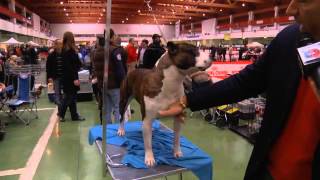 Intervista Pierluigi Lievore  American Staffordshire Terrier