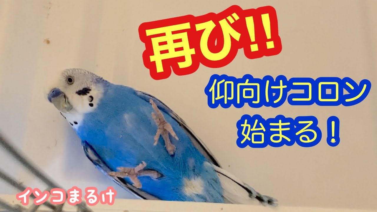 インコさん 頭だけ！上を向いて歩こう 仰天インコさん 頭だけ上を向いてカニ歩きも