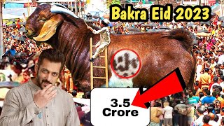 3.5 Crore ka Bakra | Salman Khan Qurbani Bakra 2023 | Bakra eid 2023 | सलमान खान का कुर्बानी बकरा