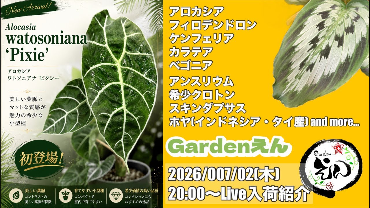 観葉植物】植欲止まらぬ！？ 07/02 入荷紹介ライブ！ Garden えん