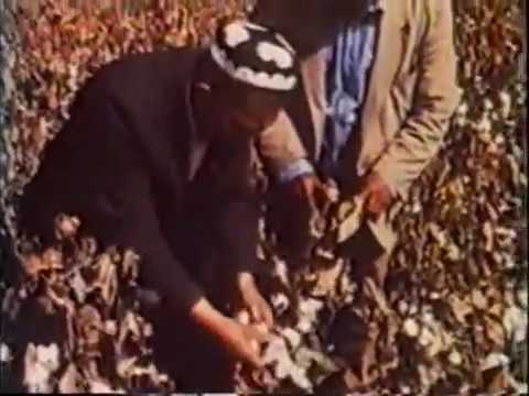 1986 год. Уборка хлопка в Таджикистане.
