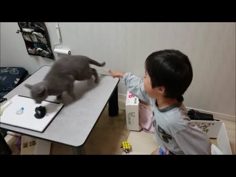 図々しくて狂暴な灰色猫も、元気な４歳男児にはビビッて逃げる！ - YouTube