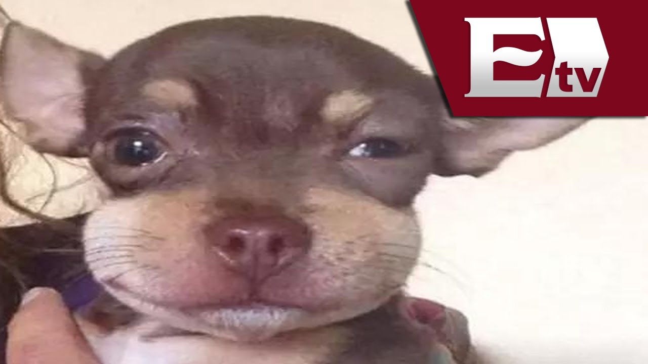 ojos hinchados en perros ojos hinchados en perros