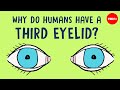 Why do humans have a third eyelid? - Dorsa Amir