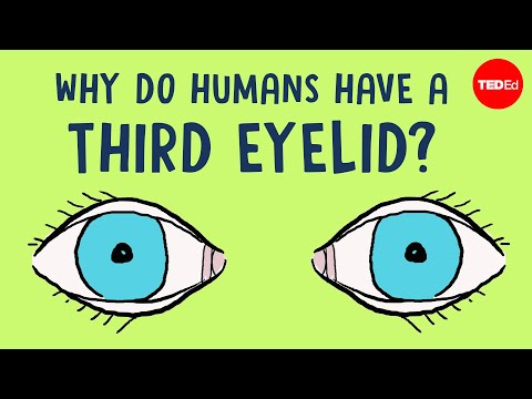 Why do humans have a third eyelid? - Dorsa Amir