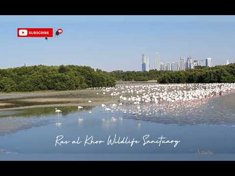 Ras Al Khor Wildlife Sanctuary | A paradise for bird lovers in Dubai #travel #dubai #nature #love