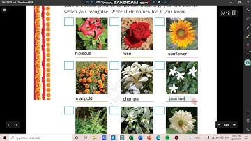 CLASS 4 EVS CH 11 THE VALLEY OF FLOWERS EXERCISE PART 1