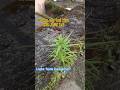 Aap logo ko pta hai kiss chiz ka podha hai #weed @urbantravelvlog