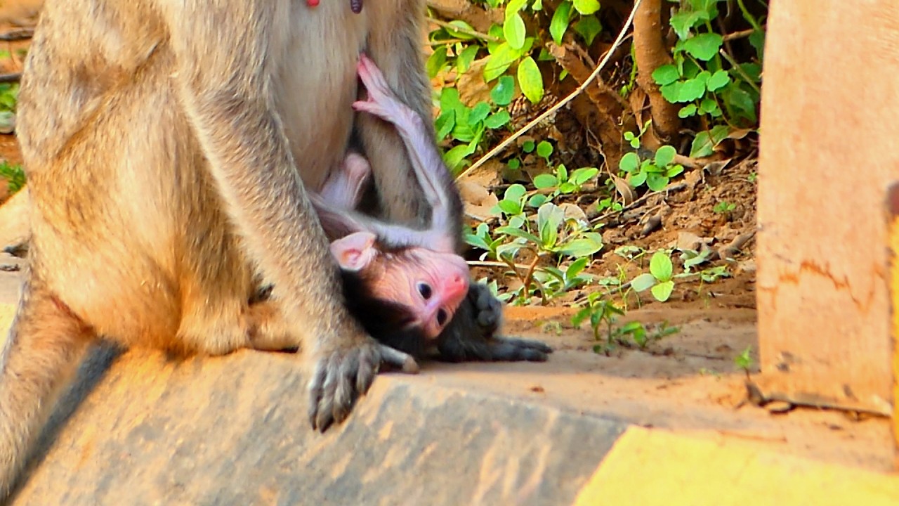 Copy of LIVE: Tiny Baby — 2-Day-Old Monkey Needs Extra Gentle Care 🌿🐒💛