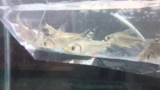 Arowana Collection Ff