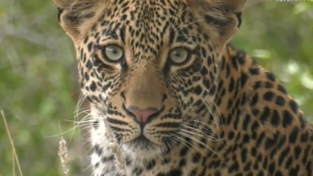 sindile faku June 21, Sunrise- Tristan still staying close to Thamba