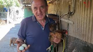 Felix Costas come VELUTINAS, construye cohetes espaciales y tiene gallinas que ponen huevos azules