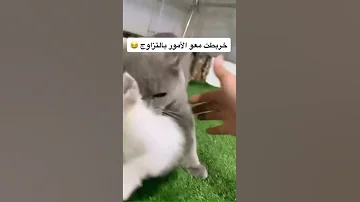 تزاوج القطط قطة كيوت كيتن Cat Catsoftiktok Catlover تزاوج قطة الترند الرفق بالحيوان Shorts 