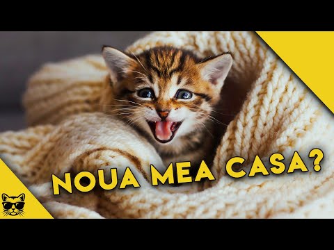 Video: Poate câinii să mănânce Quinoa?