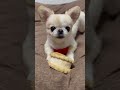 おもちゃは全部わたしのだよ！ #shortvideo #ペキチワ #ミックス犬