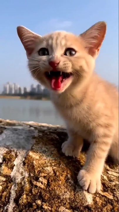 billi ke aabaj Bali video #trending #catvideos #viralvideo #shortvideo #comedy