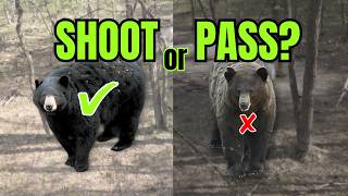 Shoot Or P? 5 Bears That Will Test Your Judgement.