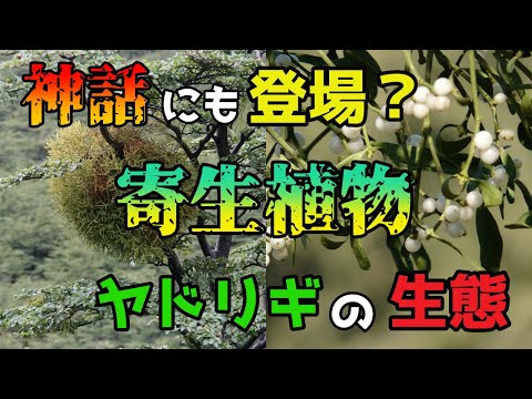 【寄生植物】ヤドリギの驚くべき生態【植物】【ゆっくり解説】