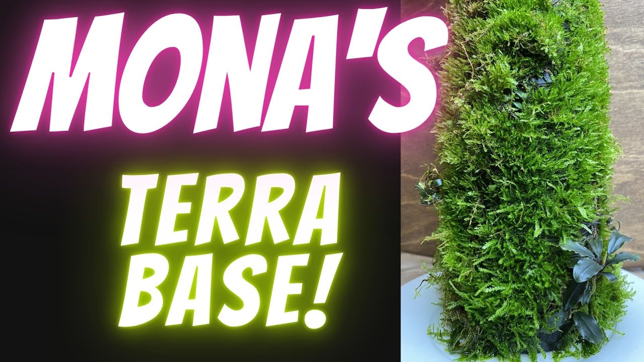 Monas Terra Base 😲. Bepflanzung 🌿 , Pflege und Entwicklung der DOOA Terra Base - DOOA Neo Glass AIR