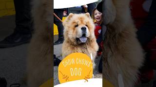 Is Chow Chow Dogs Are Easy To Train #dogs #shorts #subscribe