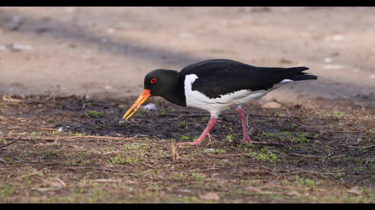 Oystercatcher "Haematopus ostralegus"