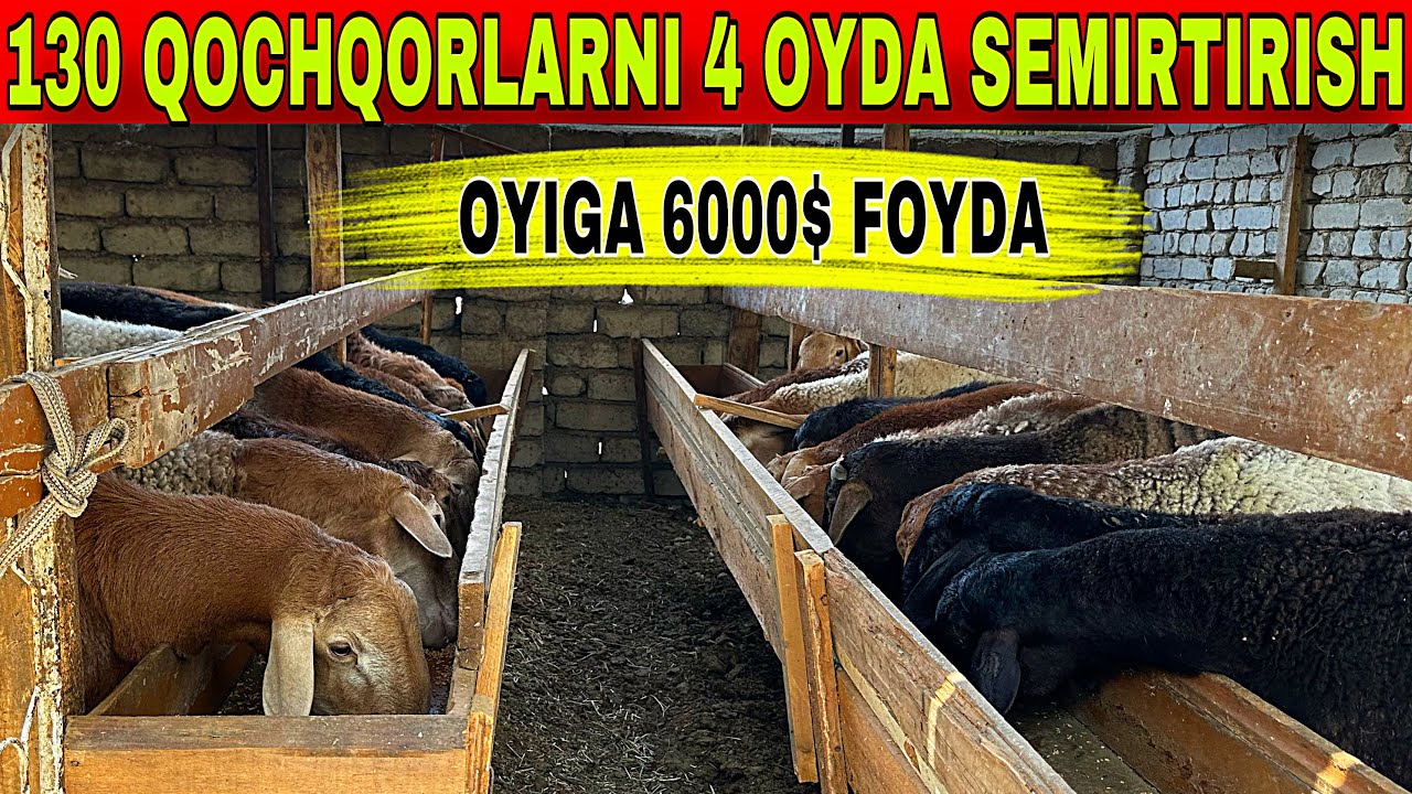 150 KG LIK QO'CHQORLAR QANDAY BOQILYAPTI OYIGA 10 KG QO'SHADI SIZ KUTKAN VIDEO