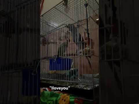 camera iphone 8 plus apk Indian Ringneck (zenkie) says