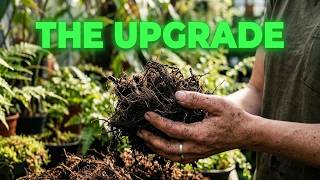 Tree Fern Fiber: The Ultimate Substrate for Rare Plants