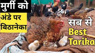 Murgi ko 20 ande par baithne ka SAB SE BEST tarika 💯📈 HEN HARVESTING 20 EGGS 🥚