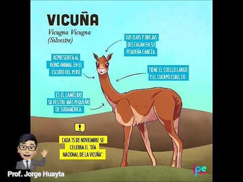 Video: Vicuñas Là Ai