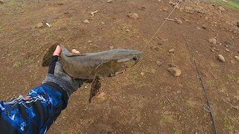 Câu cá lóc tự nhiên P18#về bàu cạn gặp toàn cần thủ