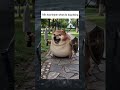 Khi con chó biến tiến hóa thành what do dog doing 💀💀💀 #shorts #memes
