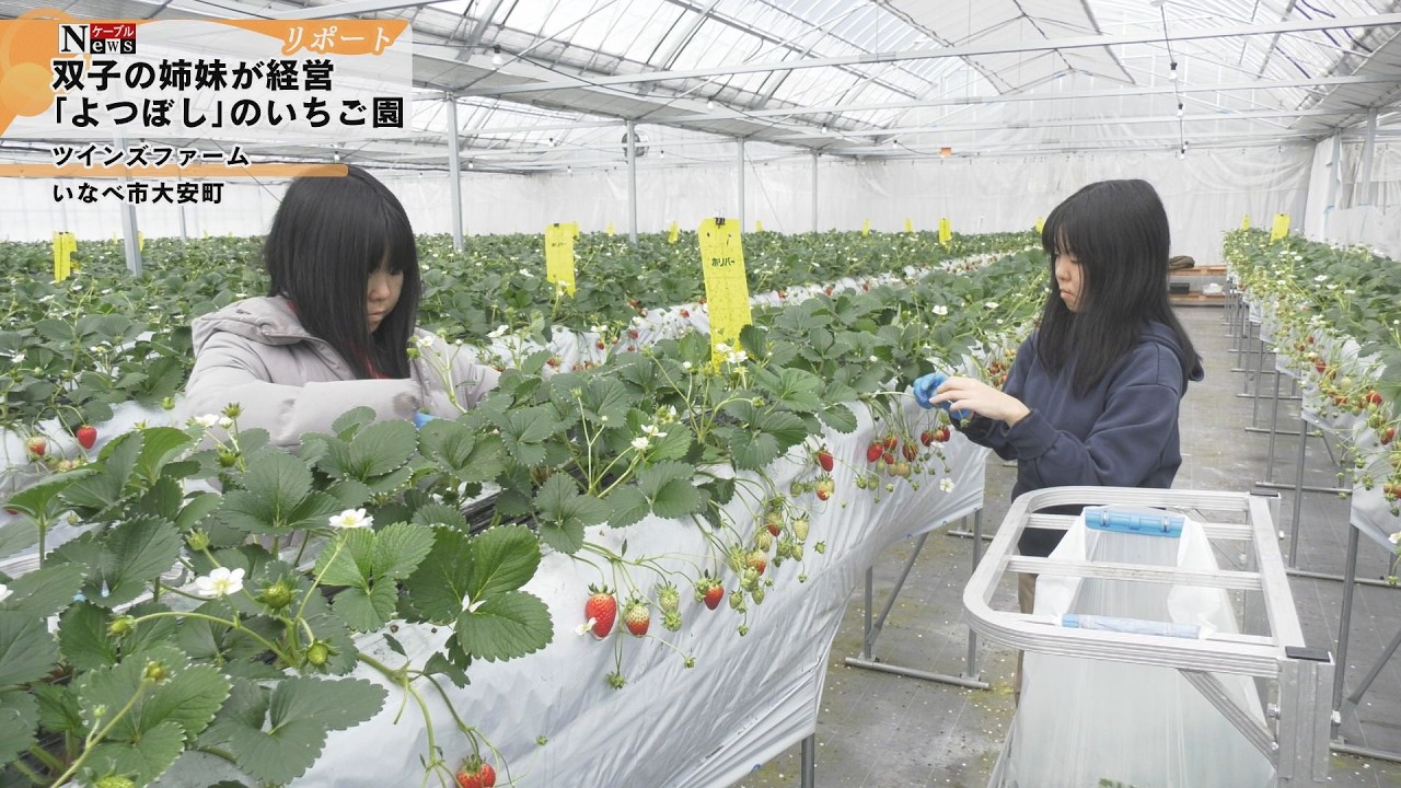 Cable News] Twins Farm, a strawberry farm run by twin sisters