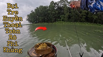 Câu Đài Tự Nhiên | Bụi Tre Huyền Thoại Toàn Rô Phi Khủng