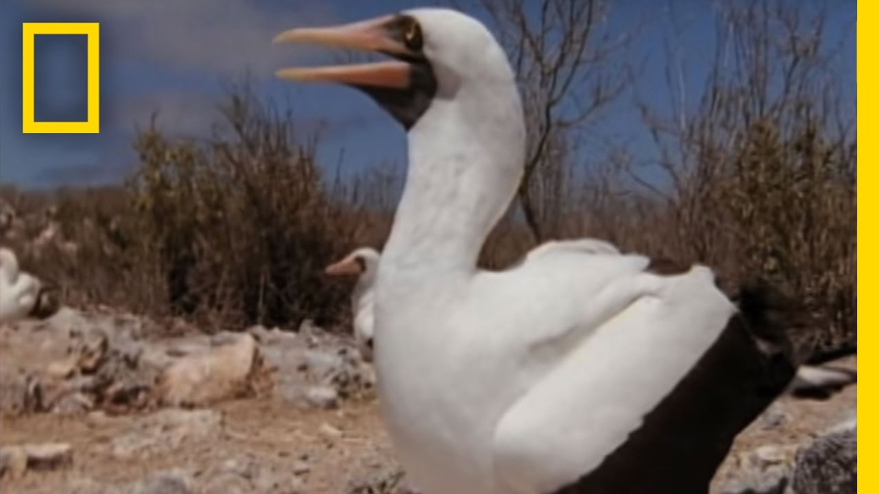 吸血する鳥フィンチ 血を吸うのは進化ではない ニコニコニュース