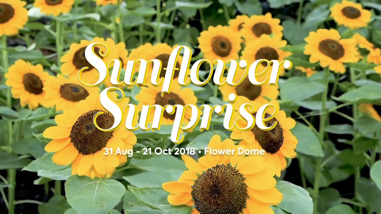 sunflower surprise floral display