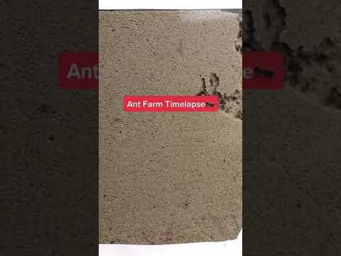Ant Farm Timelapse