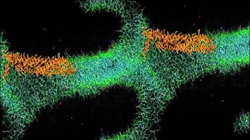 Coarse grained experiments with the SNARE system