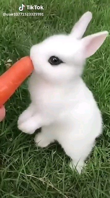 cute rabbit | @Healthy.Ideas1 - YouTube